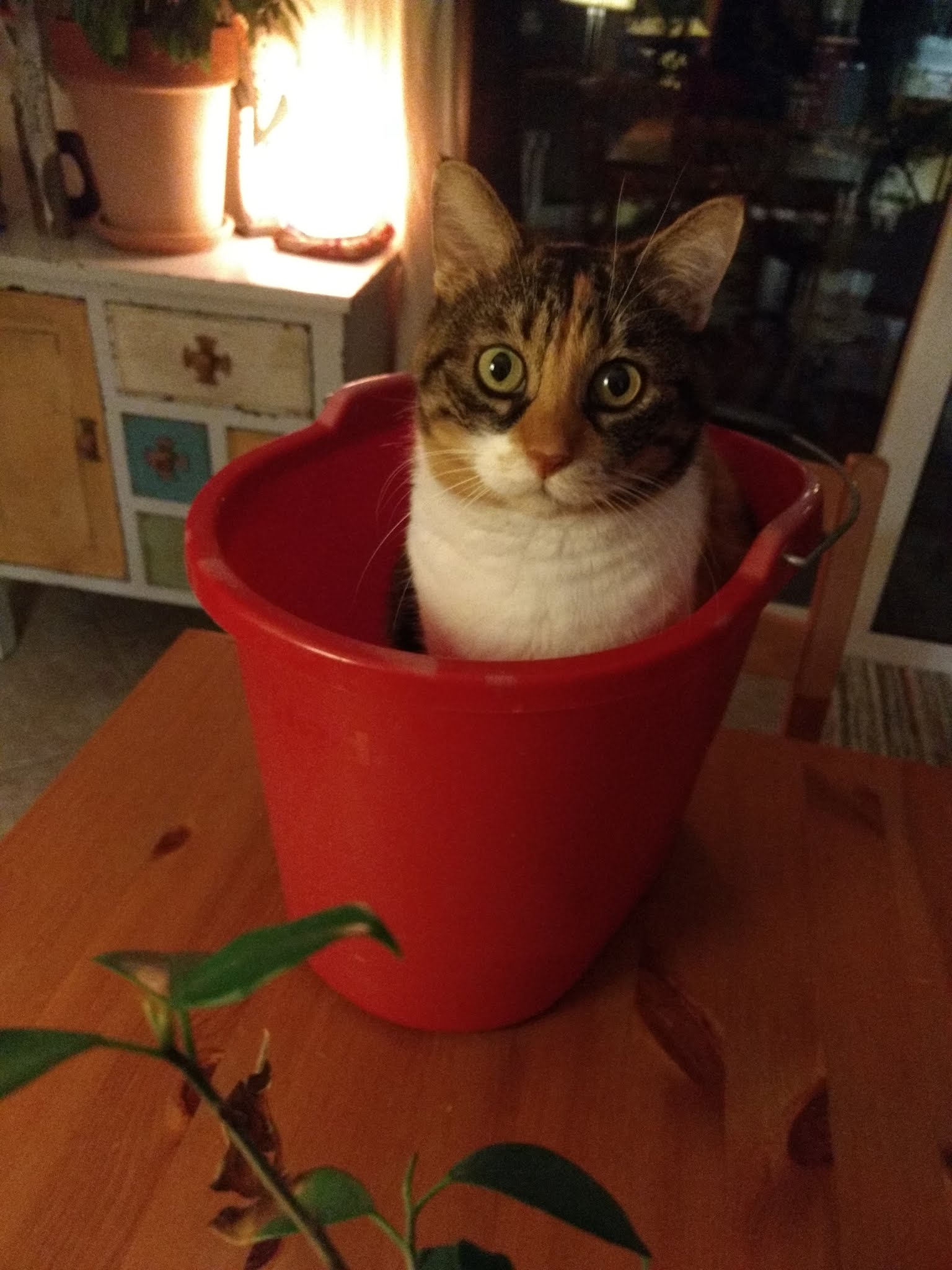 My cat in a bucket