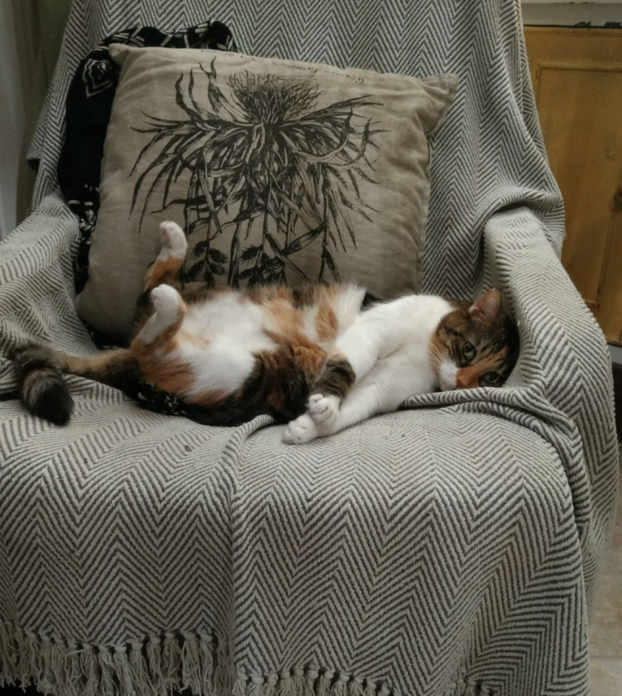Tired cat photo