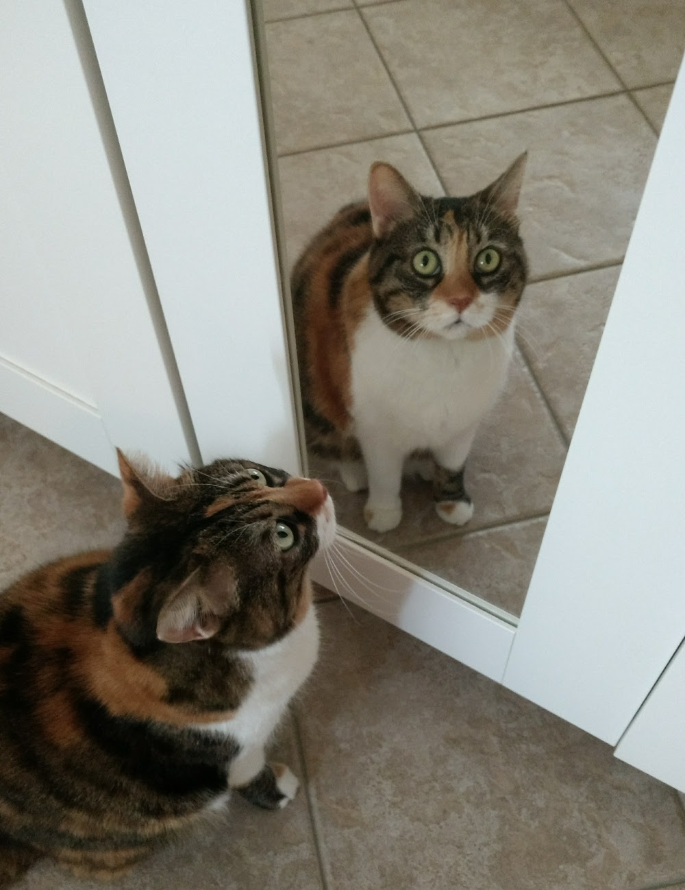 duplicate cat